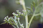 Butler's sandparsley